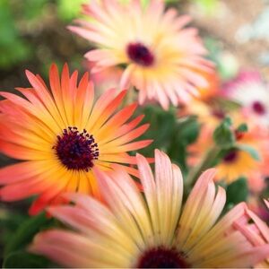 Meet your Posher, Carter